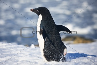 black and white penguin running on the white snow in Antarctica