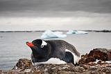 Penguin resting with icebergs in the background
