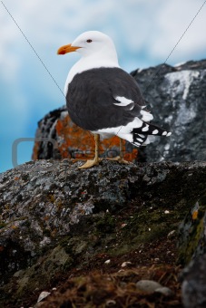 A bird on a rocks