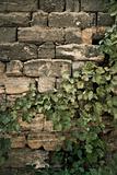 wall with leaves 