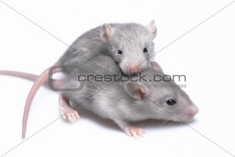 Gray mice