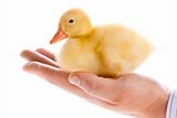 Duckling in human hands 