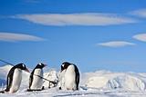 Three identical penguins
