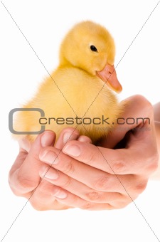 Little duckling 