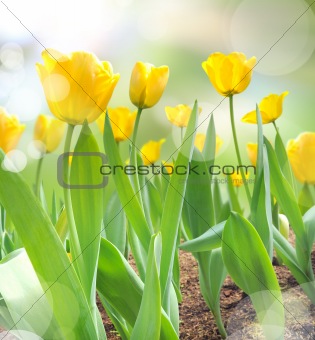 beautiful yellow tulips with light reflect in morning