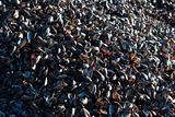 Macro mussels on the beach 