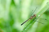 dragonfly in garden