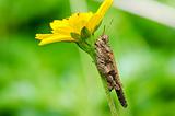 grasshopper and yellow flower in green nature 