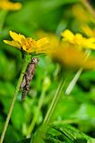 grasshopper and yellow flower in green nature 