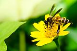 bee and yellow flower in green nature