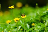 bee and yellow flower in green nature