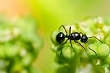 black ant in green nature