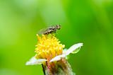 fly and flower in green nature