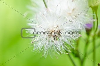 flower weed in green nature