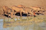 Warthogs drinking