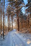 rural road in winter wood