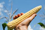 raw corn in hand