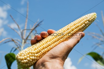 raw corn in hand