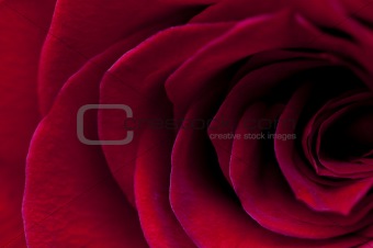 Red Rose macro shot