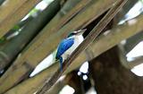 collared kingfisher