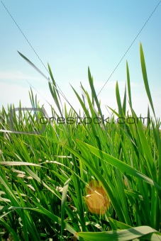 Grass on a sunny day