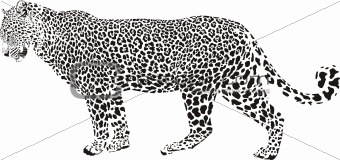Leopard illustration