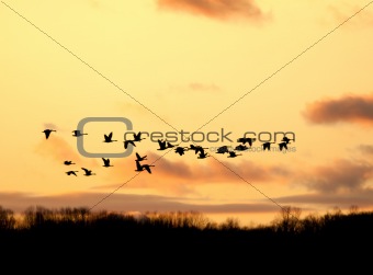 Canadian Geese Flying into the Sunset