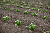 Potato sprouts in field