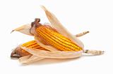 fresh corn cob