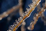 Branch in ice