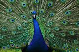 nice blue and green peacock