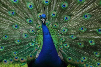 nice blue and green peacock