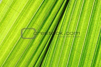 green palm leaf background
