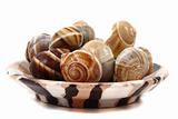 snails - french gourmet food