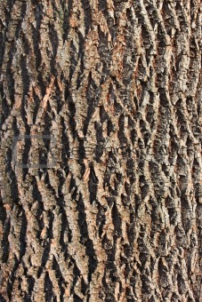 Bark of old tree