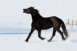 Black horse run gallop in winter