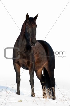 Black horse in winter