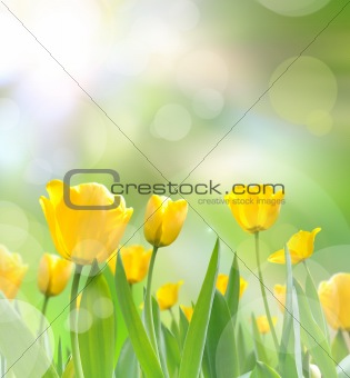 beautiful yellow tulips with light reflect in morning