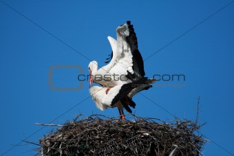 pair of storks