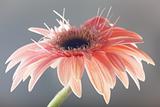 Close up flower of gerber