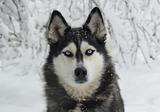 snowy dog Siberian Husky