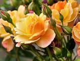 pink and yellow roses