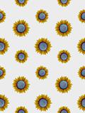 Seamless sunflowers