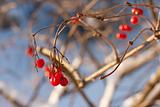 Red viburnum berries in winter