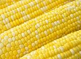 Ears of corn