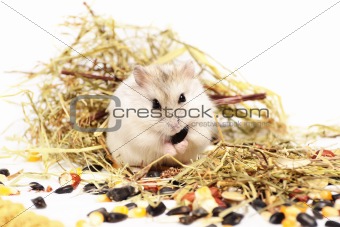 Jungar hamster on a white background