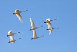 Tundra Swans in Flight