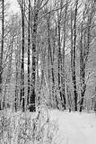 Winter forest.