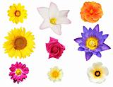 Isolated collection of flowers like lily, hibiscus, daisy
