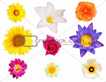 Isolated collection of flowers like lily, hibiscus, daisy